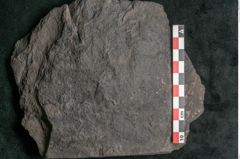 Foto (Detailansicht) von Plantae indet.  (NHMW-GEO-2024-0188-11494)